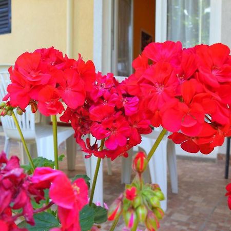 Apartment Girasole Rovinj Eksteriør billede